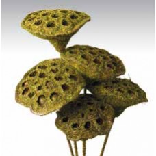 LOTUS PODS Moss Coat 16"-